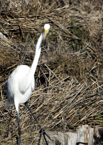 Click to view the next photo
photographer Buddy Toups. 