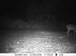 Latest pictures 013